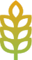 med-wheat2