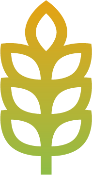 med-wheat4